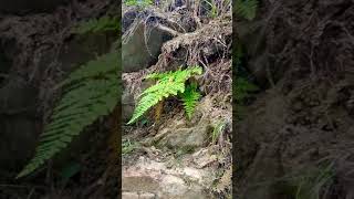 Dryopteris commonly called the wood ferns [upl. by Valentin]