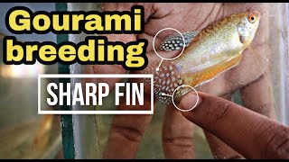 Gourami breeding and gourami fry feeding in tamil  தமிழ்  Abi Fish Room [upl. by Nali]