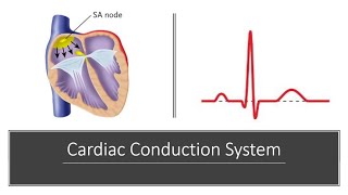 Cardiac Conduction System [upl. by Geesey873]