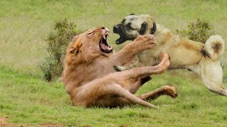 10 LION FIGHTING DOG BREEDS [upl. by Peedsaj]