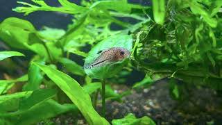 Bandit amp Julii Corydoras [upl. by Tarryn]