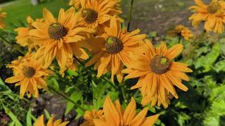 Beautiful perennial flowers mostly found in Estonian Garden gardening flowers [upl. by Cristie212]