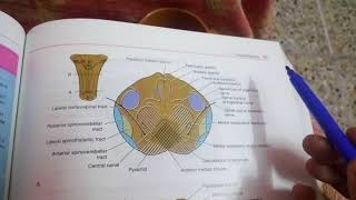 MEDULLA OBLONGATA internal featuresat pyramid decussation levelpart 1 [upl. by Nohpets]