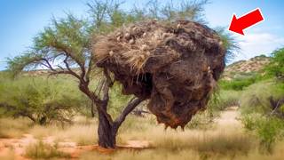 Hikers Stumble Upon a Massive Nest Then He Hears quotHelp Mequot [upl. by Odlaw]