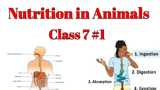 Nutrition in Animals class 7IngestionDigestionAbsorptionAssimilation EgestionModes ofnutrition [upl. by Holbrooke]