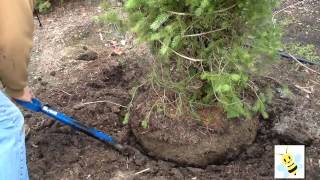 Can You Dig It  Learn how to dig a tree or shrub to transplant [upl. by Eelarak]