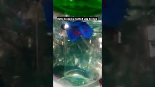 Betta breeding method step by step part1 bettafishtank fishtanksetup betta [upl. by Abbate92]