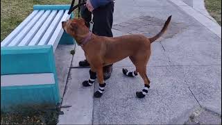 Aldonza aprendiendo a caminar con sus zapatitos [upl. by Rennold]