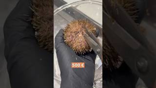 J’ouvre un oursin d’une valeur de 500€ 🤯 shorts oursin seaurchin asmr pêche ocean [upl. by Shifra]