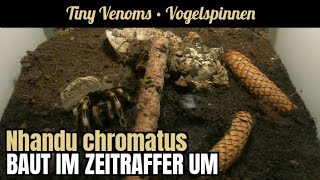 Es wird im Zeitraffer umgebaut  Nhandu chromatus  Vogelspinnen  Tarantulas [upl. by Naujet]