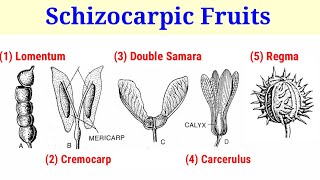 Schizocarpic Fruit And Its Types Lecture 17 In HindiUrdu [upl. by Adimra669]