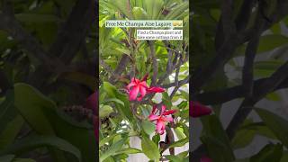 Plant Chori❌Pyaar✅ youtube garden flowers plumeria champa [upl. by Lyle944]