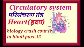 HUMAN HEARTह्रदय circulatory system in hindi [upl. by Lenwood]