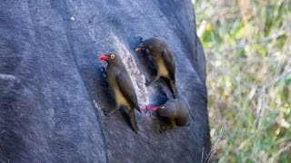 Oxpeckers fighting over buffalo blood [upl. by Brathwaite1]