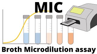 Broth Microdilution assay  How to determine the MIC Minimum Inhibitory Concentration [upl. by Eisse]