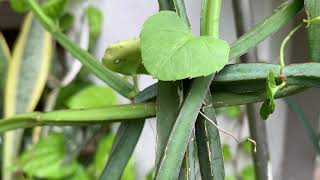 Cissus Quadrangularis General Care Guide Sunlight Propagation Fertilization [upl. by Farrah]