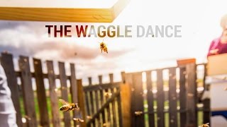 The Waggle Dance  Honey bees [upl. by Antonio]