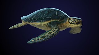 Sea Turtle [upl. by Eulalia]