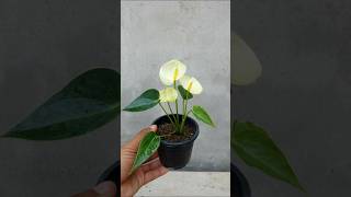 Anthurium propagation garden ideaingarden houseplants gardening [upl. by Constant38]