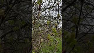 Le Sorbier  Arbre Utilisé en Extraits de Bourgeons  Mountain Ash Tree Used in Bud Extracts [upl. by Fowler]