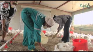 S8E11 Standard Bank  Chicken Farming Cluster [upl. by Nolita]