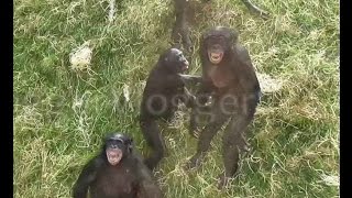 Agitated Bonobos Going Ape [upl. by Cutlor]