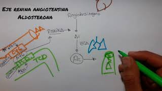 FISIOLOGÍA DEL SISTEMA RENINA ANGIOTENSINA ALDOSTERONA  Fácil y Practico 2018 [upl. by Sukhum]