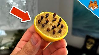 Put CLOVES in a Lemon and WATCH WHAT HAPPENS💥Mind Blowing🤯 [upl. by Ymmot510]