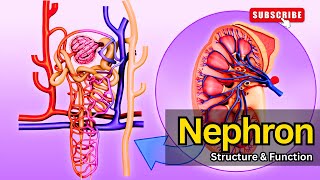 Nephron Structure amp Function EXPLAINED  Nephron structure  Nephron function Nephron class 12 [upl. by Ulric]