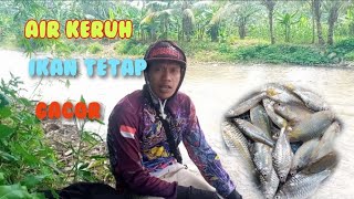 🔴 mancing di air keruh tetap gacor [upl. by Abshier]