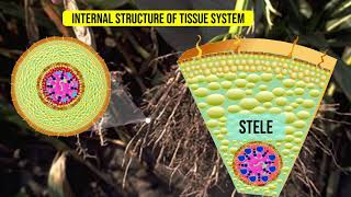 Internal Structure of the Monocot roots  Maize root [upl. by Namra902]