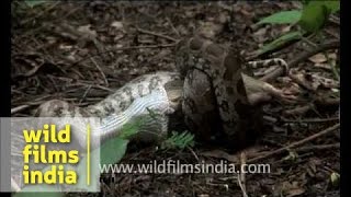 Indian python strangling a rat [upl. by Sherard]