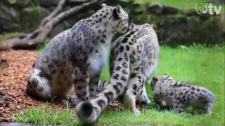 SCHNEELEOPARDENBABYS im Wildpark Lüneburger Heide [upl. by Derzon292]