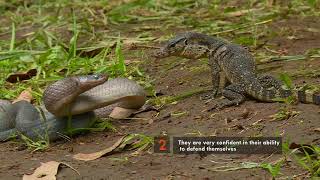 Pertarungan 2 Reptil Predator ANAK BIAWAK KETEMU ULAR KOPI  TRANS7 GLOBAL [upl. by Alikahs]