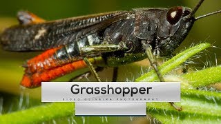 Grasshopper Sound  1min onWILD Ep1  DiogoOliveiraPhotography [upl. by Tsai]