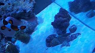 How to introduce a bubble anemone to a 3ft nano reef tank and general tank info [upl. by Landan]