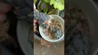 Haworthia propagation update plantpropagation succulent [upl. by Adnamor822]