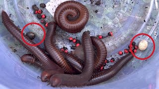 Eggdiplopoda and millipede insects millipede diplopoda insectscambokh [upl. by Muslim]