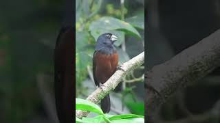 Curió Cantando solto na natureza praia clássico [upl. by Lavine]