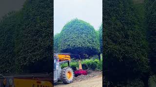 The process of digging ornamental trees by machine [upl. by Lay]