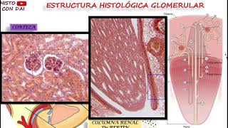 Histología Renal Nefrona corpúsculo renal células mesangiales mácula densa etc [upl. by Wilkinson997]