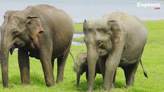 quotSafeguarding Elephants A Call to Preserve Naturequot Elephant soul [upl. by Melc417]