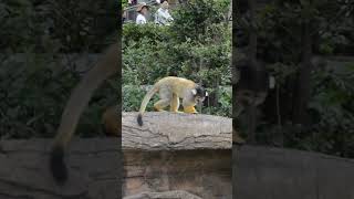 Squirrel monkeyAnimal kingdom nature beauty [upl. by Lara807]