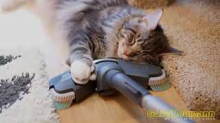 Lustige Videos  Lustige Katzen und Staubsauger 2014  Katze videos [upl. by Gillian]