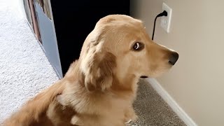 New Funny Animals 😸🐶 Best Funny Dogs and Cats Videos Of The Week [upl. by Tahmosh491]