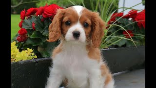 Cavalier King Charles Spaniel Puppies for Sale [upl. by Bigler71]