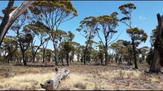 Visualising The Devastating Effects of Early Pioneer Australian Farm Land Clearing  Lake Dumbleyung [upl. by Tloh]