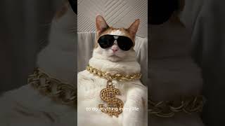 swag cat standupcomedy casino [upl. by Euv394]