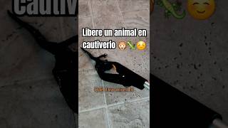 quot¡Rescate un animal atrapado en un hueco 🦎💦quot 7 [upl. by Oicirbaf]