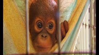 Tiny baby orangutan orphans [upl. by Netsirk]